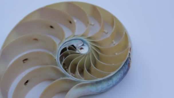 Nautilus Shell Stok Fibonacci Footage Video Klip Mengubah Rasio Emas — Stok Video