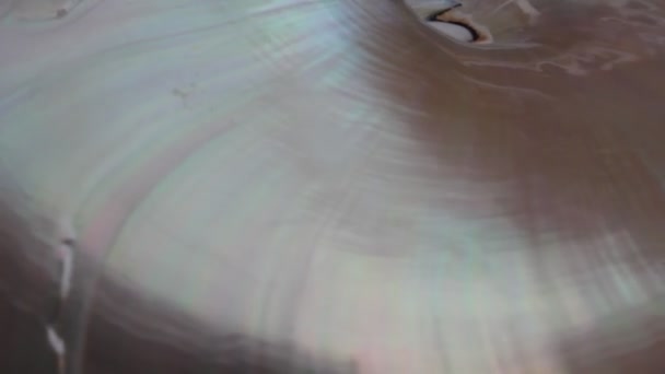 앵무조개 피보나치 비디오 시퀀스 자연적 — 비디오