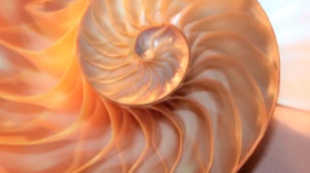 Nautilus Skal Lager Fibonacci Videoklipp Svarvning Gyllene Förhållande Nummer Sekvens — Stockvideo