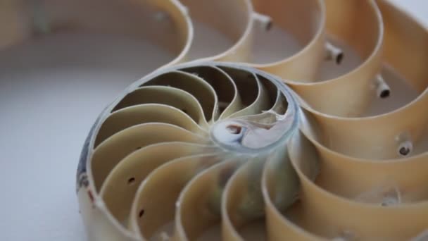 Nautilus Skorupa Zapasy Fibonacci Materiał Wideo Klip Obracając Złoty Stosunek — Wideo stockowe