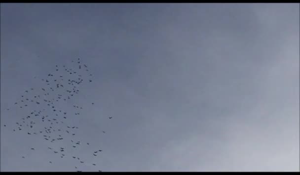Stormo Uccelli Storno Piombare Mormorio Nel Cielo Vorticoso Gruppo Stock — Video Stock