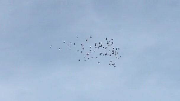 Gökte Homurdanan Sığırcık Kuşları Sürüsü Grup Halinde Dönüyor Stok Görüntüler — Stok video