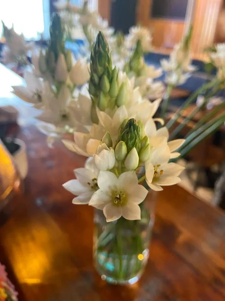 Ornithogalum Thyrsoides Chincherinchee Weiße Blüten Der Vase — Stockfoto