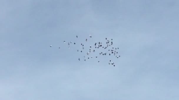 Stado Szpaków Ptaki Mruczące Niebie Wirują Grupie Materiał Filmowy — Wideo stockowe