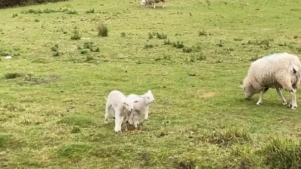 Baby Ovce Jehňata Skákání Trávě Pole Farmě Jehňata Skupině Jarní — Stock video