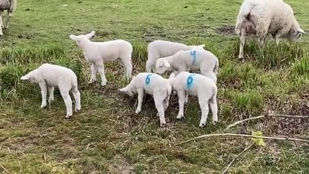 小羊在农场的草地上跳跃 小羊群居 春天小羊在东方嬉戏 — 图库视频影像