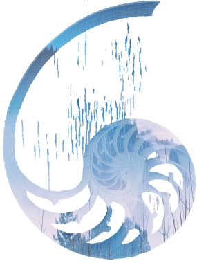 Nautilus kabuk çizimi gün batımı ile çift maruz kalma, kabuk inci nautilus Fibonacci bölüm spiral inci simetri çapraz altın oran kabuk Fibonacci yapı büyümesi yakın anne inci spiral 