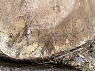 Kayın ağacı. Ağaç iç yapısı gövde halkalarının belirgin siyah çizgileri mantar sıçrama işlemi sırasında oluşturuldu