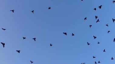 Gökte homurdanan sığırcık kuşları sürüsü grup halinde dönüyor. Stok görüntüler. 