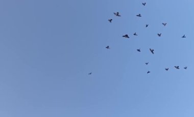 Gökte homurdanan sığırcık kuşları sürüsü grup halinde dönüyor. Stok görüntüler. 