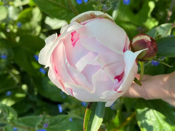 beautiful pink peony flower bud. In a peony field, in garden