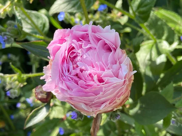 beautiful pink peony flower bud. In a peony field, in garden
