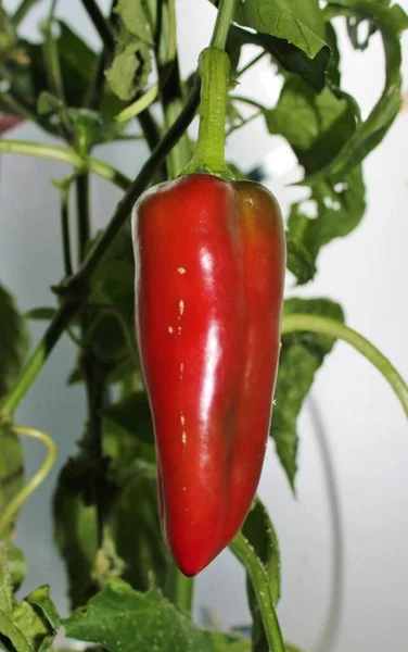 Červená Chilli Paprika Rostoucí Rostlině Zeleninové Zahradě — Stock fotografie