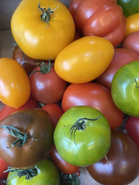 Tomates Anciennes Crues Tomates Rouges Vertes Vertes Brunes — Photo