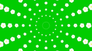 Animated increasing white beautiful flower circles from the center. Background from cherry blossom. Looped video. Concept of spring. Vector illustration isolated on green background.