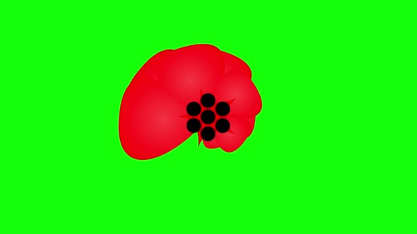 Цветет Красный Цветок Цветет Анимированный Символ Мака Концепция Весны Плоский — стоковое видео