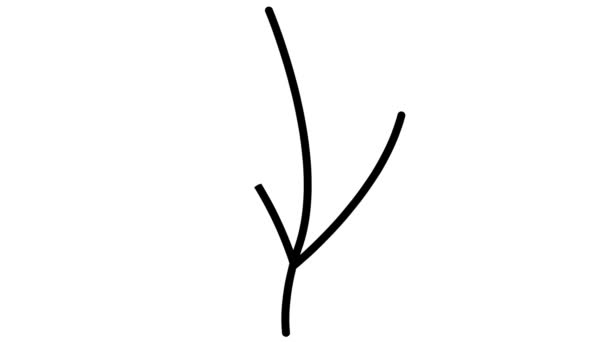 有叶子的有生命的线形黑色植物 一丛树发芽 符号是逐渐画出来的 有机食品的概念 农艺学 在白色背景上孤立的向量图 — 图库视频影像