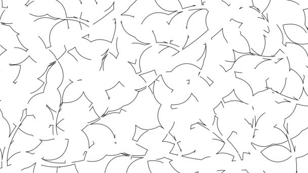 生动活泼的线形花卉背景 树枝上的线形黑叶是逐渐画出来的 自然的概念 在白色背景上孤立的向量图 — 图库视频影像