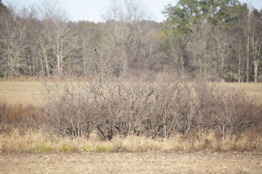 Başka bir tarımsal tarla ve arka planda bir orman olan tarımsal bir tarla boyunca uzanan çalılıklar.