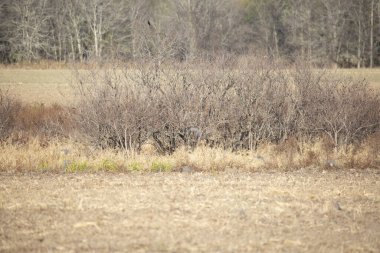 Başka bir tarımsal tarla ve arka planda bir orman olan tarımsal bir tarla boyunca uzanan çalılıklar.