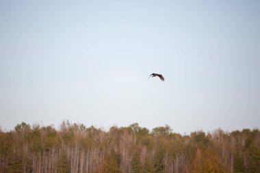 Türk akbabası (Cathartes aura) ağaçların üzerinde süzülüyor
