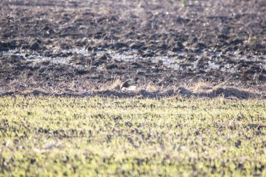 Doğu çayırkuşu (Sturnella magna) bir tarım sahasına iniyor