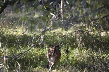 Beyaz kuyruklu geyik (Odocoileus virginianus) çayırda koşar.