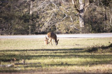Genç beyaz kuyruklu geyik geyiği (Odocoileus virginianus) bir yangın musluğunun yanında yiyecek arar.
