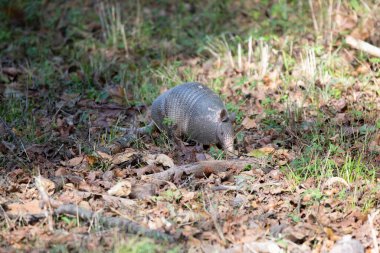 Dokuz bantlı armadillo (Dasypus novemcinctus), yaprak çöpünde bulunan hasarlı bir kabuk.