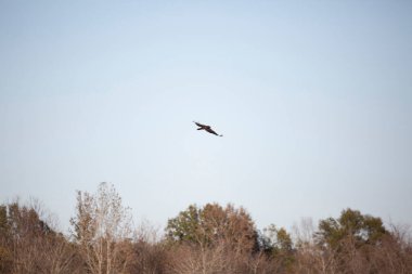 Türk akbabası (Cathartes aura) ağaçların üzerinde süzülüyor