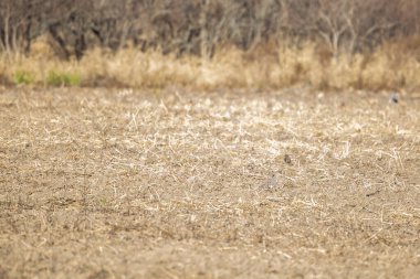 Yas güvercini (Zenaida macroura) ve doğu çayırkuşu (Sturnella magna) tarladan etrafa bakınıyorlar.