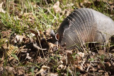 Dokuz bantlı armadillo (Dasypus novemcinctus) ve burnu yaprak çöplüğünde gömülü.