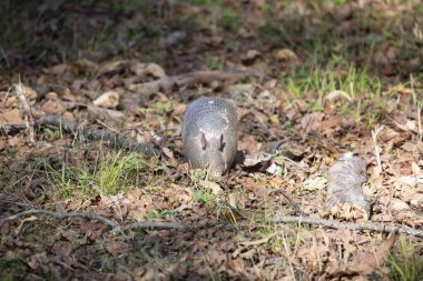 Dokuz bantlı armadillo (Dasypus novemcinctus), yaprak çöpünde bulunan hasarlı bir kabuk.