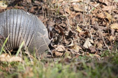 Dokuz bantlı armadillo (Dasypus novemcinctus) ve burnu yaprak çöplüğünde gömülü.