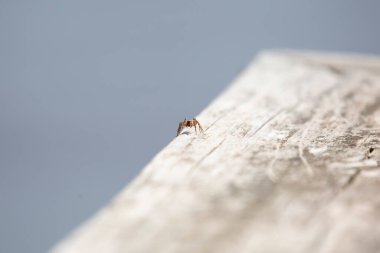 Tahta bir tahtanın üzerinde benekli bir kurt örümceğinin (Pardosa amentata) önünde