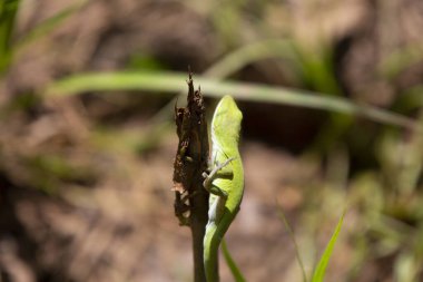 Yeşil anol (Anolis carolinensis) hızla bir dala tırmanıyor ve atlamaya hazırlanıyor