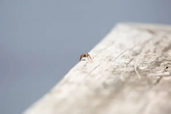 Front of a spotted wolf spider (Pardosa amentata) on a wooden plank