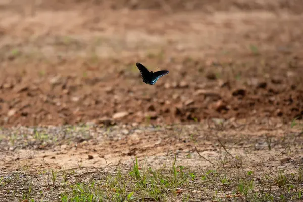 Red-spotted purple butterfly (Limenitis arthemis) , also known as the white admiral butterfly, flying low to the ground