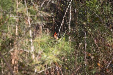 Yeşil çam iğnelerinde parlak kırmızı erkek kardinal (Cardinalis cardinalis)