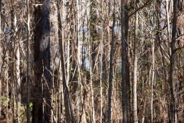 Ormandaki düzinelerce uzun, ince ağaca yakın.