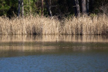 Suyun kenarında kurumuş ot yaprağı var.