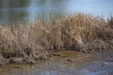 Dried grass at the edge of a lake