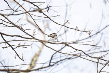 Sarı burunlu ötleğen (Setophaga coronata) arka planda gri gökyüzü olan bir ağaç dalında yiyecek arıyor