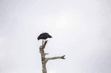 Kara Akbaba (Coragyps atratus) kaygı verici bir şekilde tüneğinden gri gökyüzüne karşı ölü bir ağaca yaslanıyor.