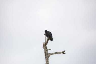 Kara Akbaba (Coragyps atratus) ölü bir ağacın tepesine tünemiş gri gökyüzüne karşı