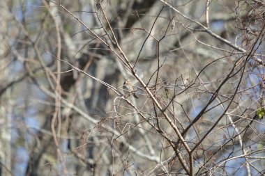 Şarkı serçesi (Melospiza melodisi) çıplak bir daldan dışarı bakıyor