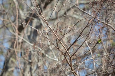 Çıplak bir daldan etrafa bakan Meraklı Serçe (Melospiza melodisi)