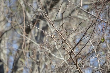 Şarkı serçesi (Melospiza melodisi) bir dalda gagasını keskinleştiriyor