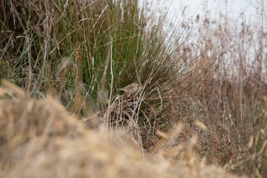 Savannah serçesi (Passerculus β ichensis) suyun yakınındaki kuru otlardan sert bir şekilde dışarı bakıyor