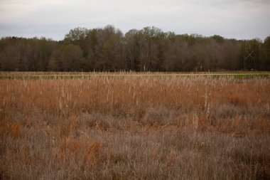 Kurumuş otlar arka planda ormanla birlikte sulak bir çayırda yetişiyor.